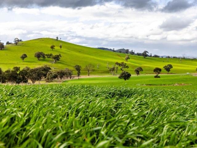 Land for sale in Boorowa, New South Wales