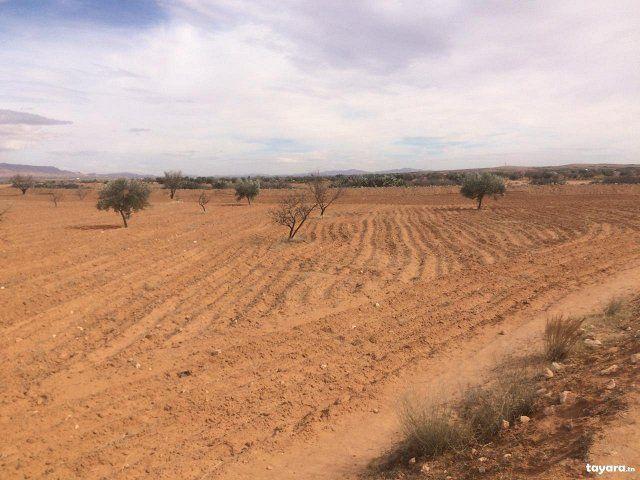 Maison vente à Sidi Bouzid