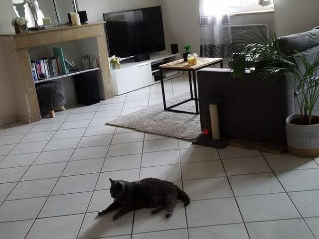 Appartement location à Lyon, Métropole de Lyon