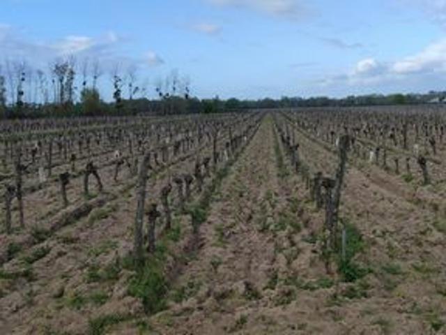Terrain vente à Chinon, Savigny-en-véron