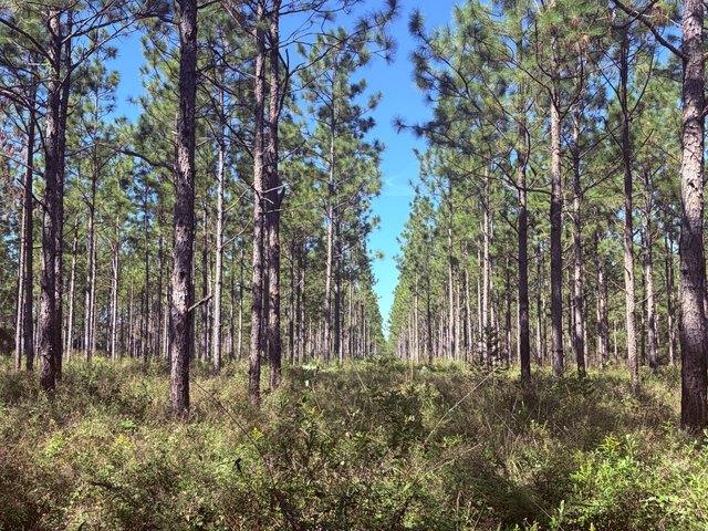 Land for sale in Dawson, Terrell County