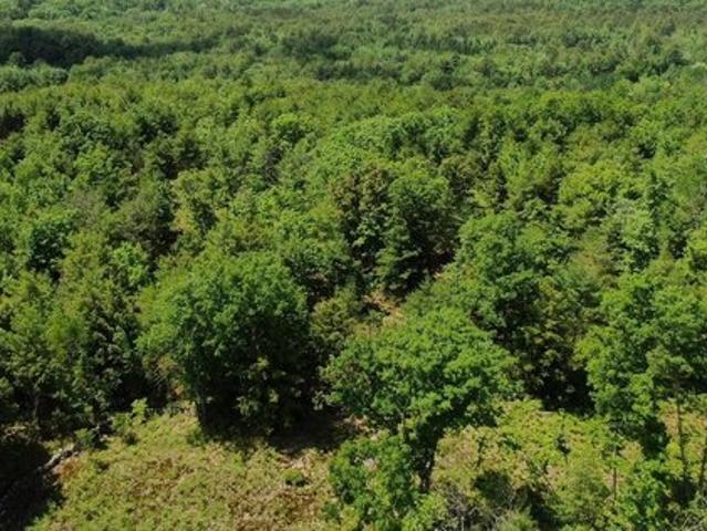Land for sale in Horseshoe Beach, Florida
