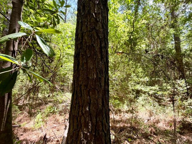 Land for sale in Mississippi