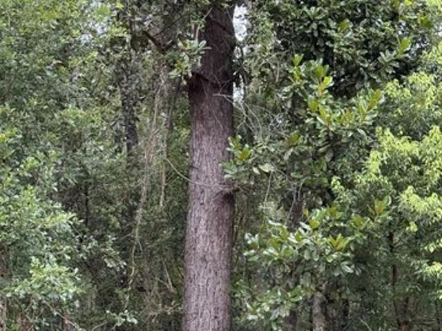 Land for sale in Greenville, Florida