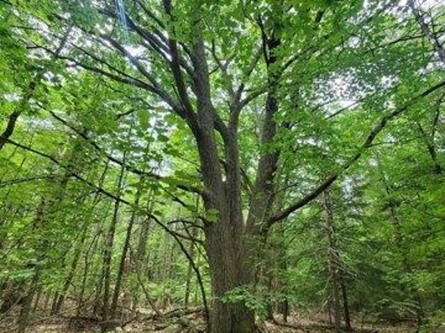 Land for sale in New Hampshire