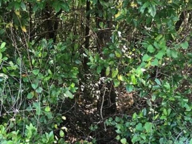 Land for sale in Barnwell