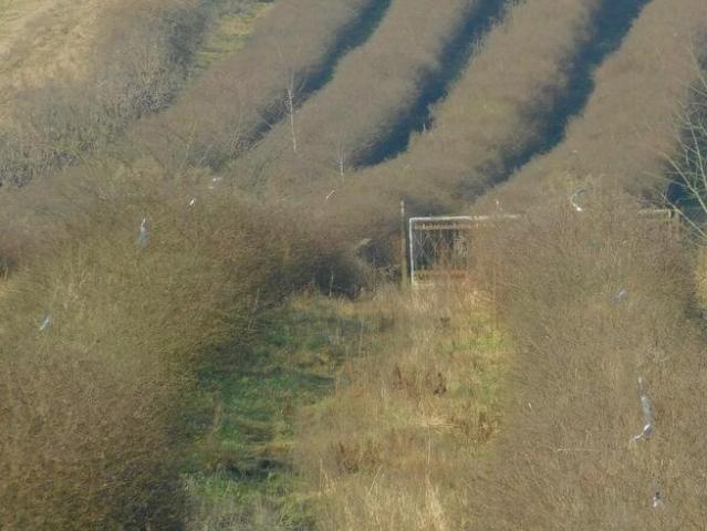Grunt na sprzedaż w Mogielnica, powiat grójecki