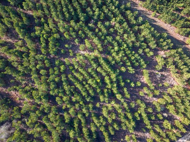 Land for sale in De Kalb, Texas
