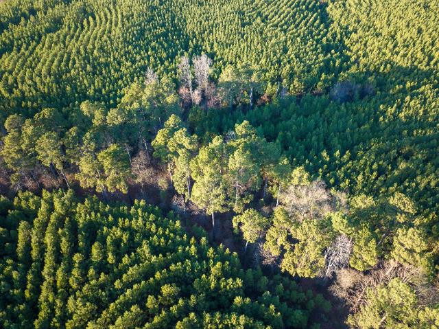 Land for sale in Annona, Texas