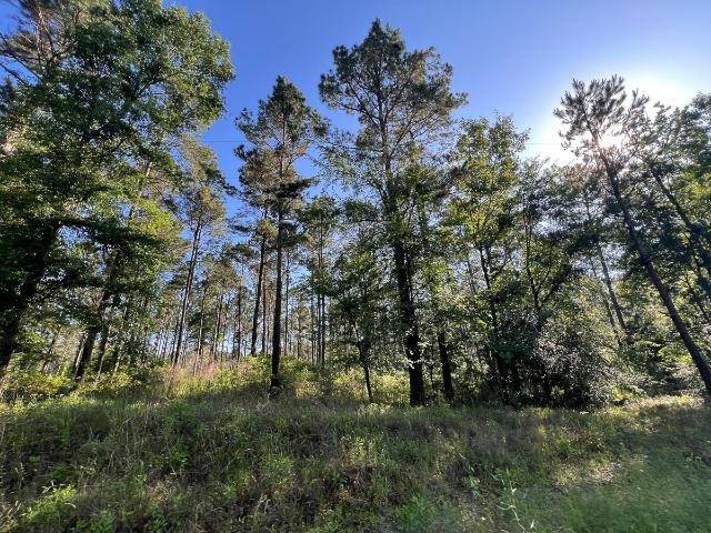 Land for sale in Groveton, Texas