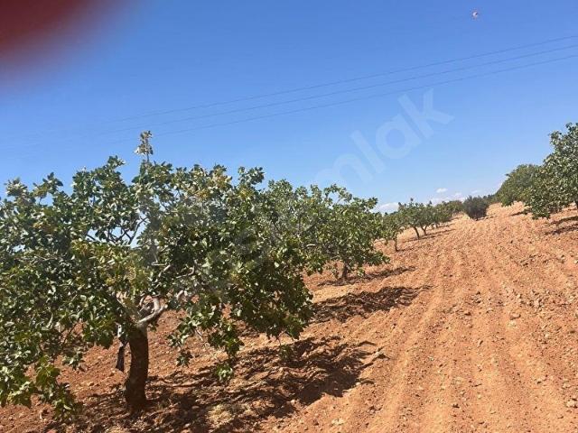 Tınazdere Mahallesi, Oğuzeli içerisinde satılık Arsa