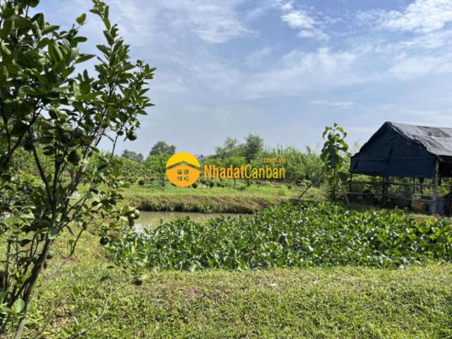 Mặt bằng bán