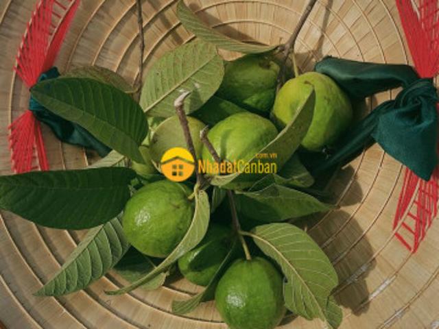 Mặt bằng bán