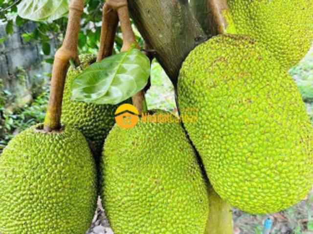 Mặt bằng bán tại Đồng Nai