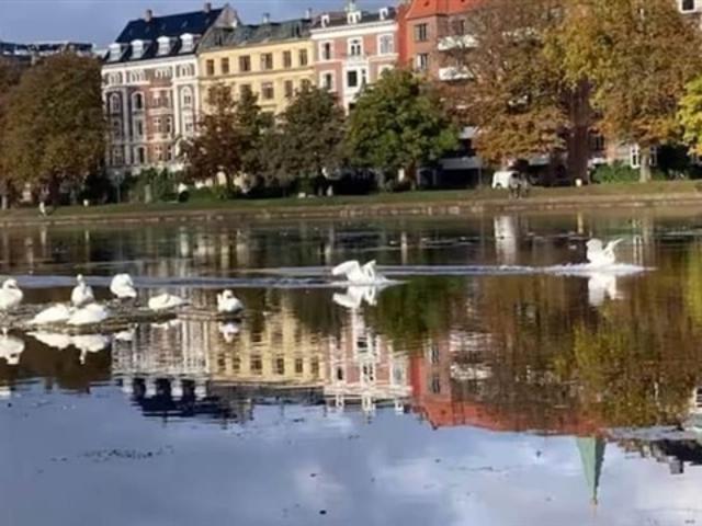 Lejlighed til leje i København, Brøndby