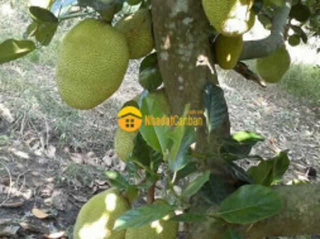 Mặt bằng bán
