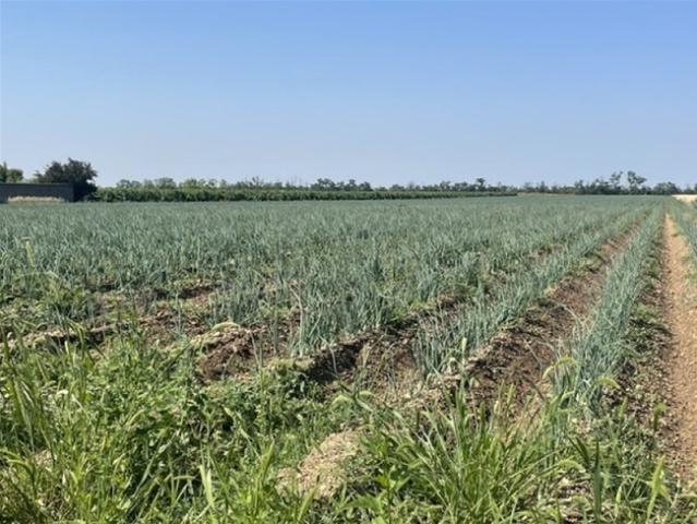 Grundstück kaufen in Tadten, Burgenland
