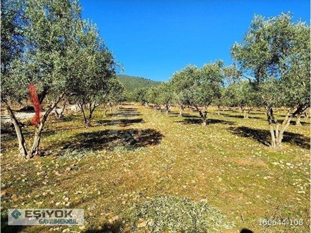 Torbali, İzmir içerisinde satılık mülk