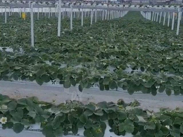 Muğla içerisinde satılık Arsa