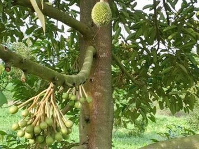 Shop for sale in Pilah, Negeri Sembilan