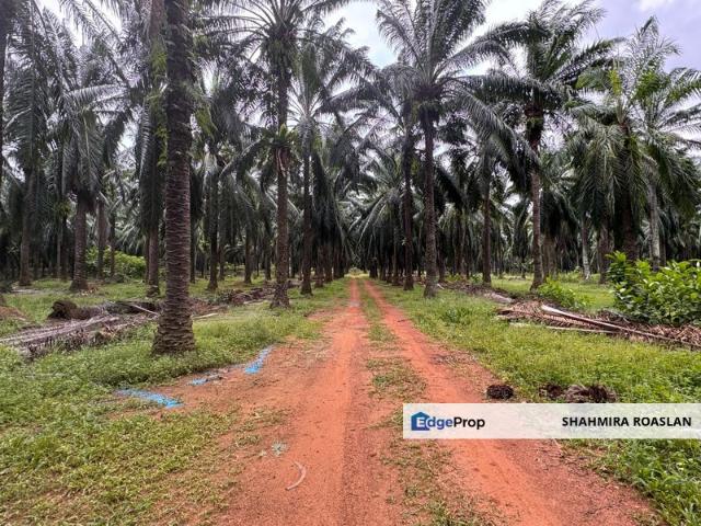 Shop for sale in Kuala Muda, Kedah