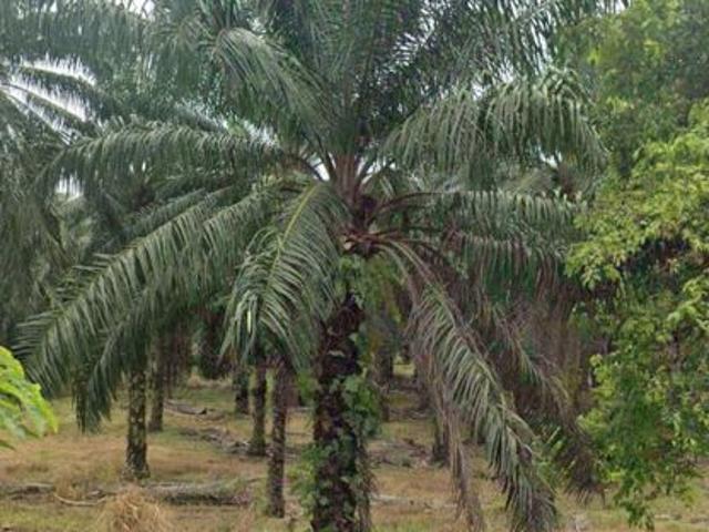 Shop for sale in Kluang, Johor