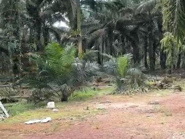 House for sale in Pekan Nanas, Johor
