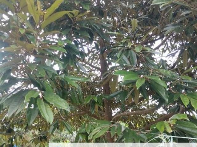 House for sale in Pekan Nanas, Johor