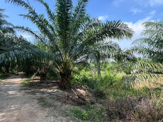 Property for sale in Jenjarom, Selangor