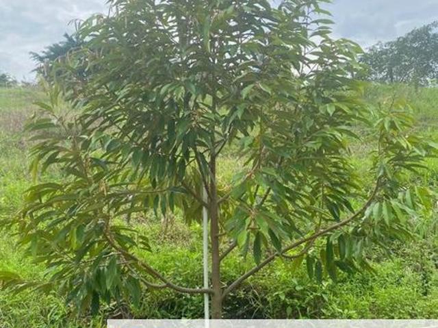 Shop for sale in Perak, Lenggong