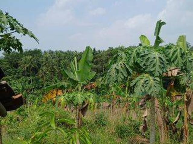 Tanah dijual di Kalanganyar, Lebak