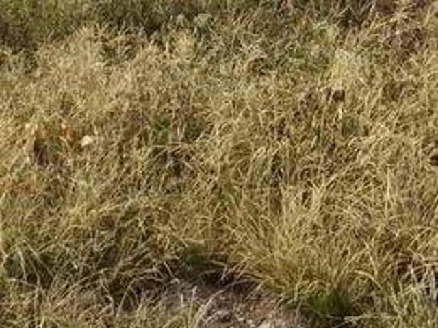 Tanah dijual di Karangtanjung, Pandeglang