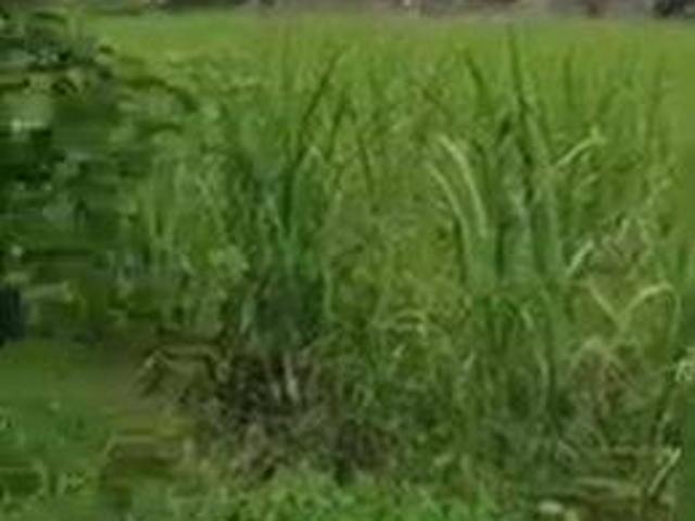 Tanah dijual di Kediri, Kediri