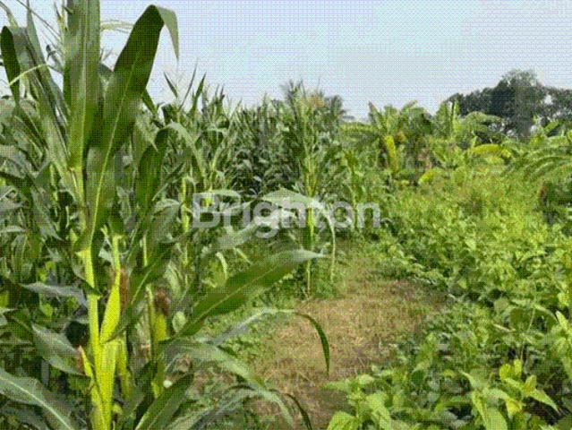 Tanah dijual di Kepung, Kediri
