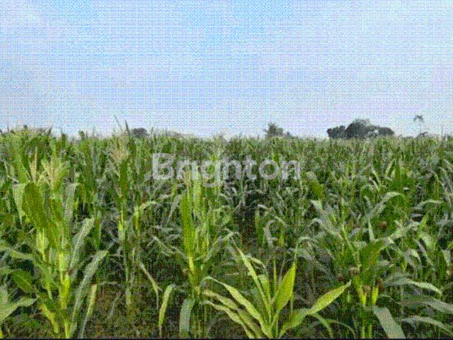 Tanah dijual di Kepung, Kediri