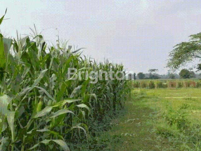 Tanah dijual di Kepung, Kediri