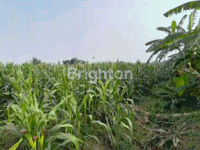 Tanah dijual di Kepung, Kediri