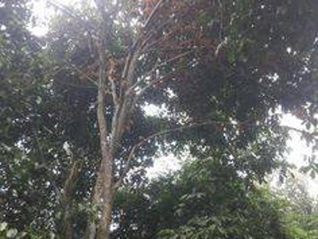 Tanah dijual di Maja, Lebak