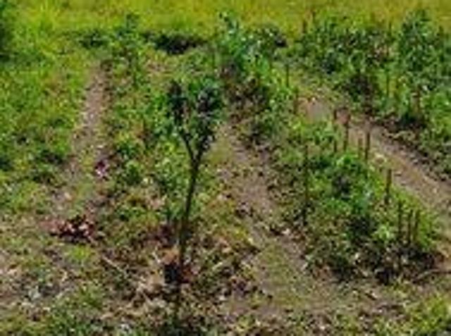 Tanah dijual di Mengwi, Badung