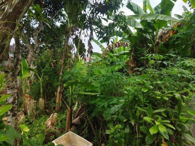 Tanah dijual di Pandeglang, Pandeglang