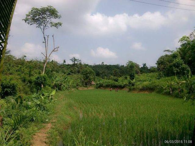 Tanah dijual di Pandeglang, Pandeglang