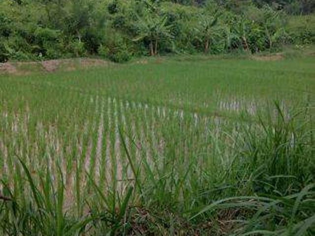 Tanah dijual di Pandeglang, Pandeglang