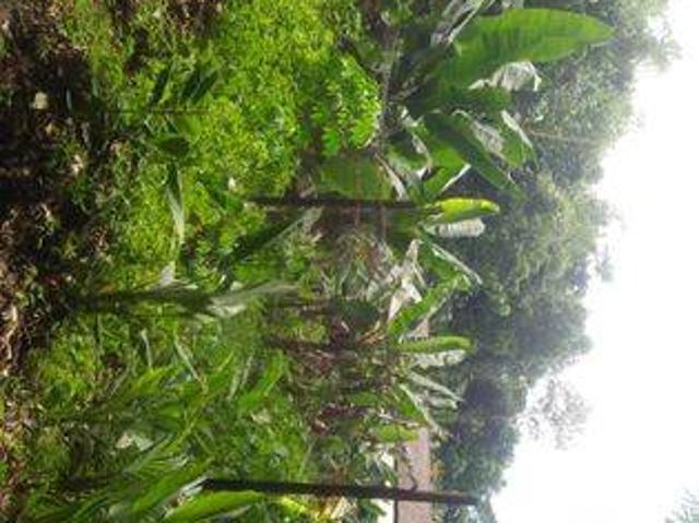 Tanah dijual di Pandeglang, Pandeglang