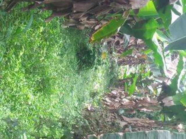 Tanah dijual di Pandeglang, Pandeglang