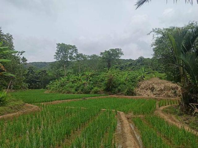 Tanah dijual di Pandeglang, Pandeglang