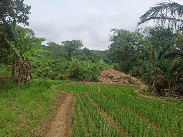 Tanah dijual di Pandeglang, Pandeglang