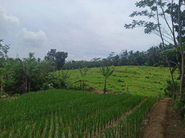Tanah dijual di Pandeglang, Pandeglang