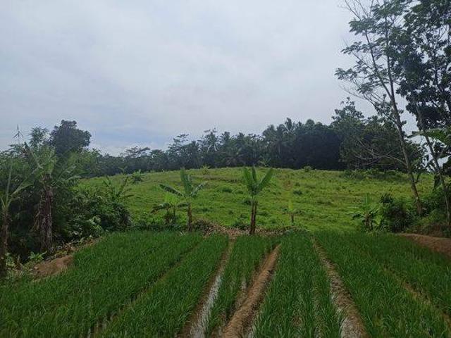 Tanah dijual di Pandeglang, Pandeglang