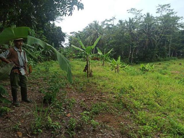 Tanah dijual di Pandeglang, Pandeglang