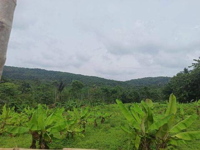Tanah dijual di Pandeglang, Pandeglang